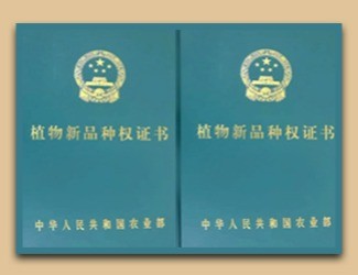 國(guó)家給三七頒發(fā)了這個(gè)證書(shū)，歷史首次！