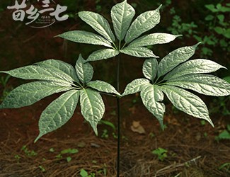 三七與土三七的區(qū)別，土三七含有毒性