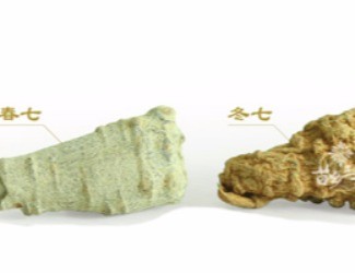 春三七與冬三七區(qū)別詳解，選三七尤其需要注意的知識