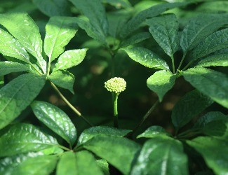 三七怎么吃：涼拌三七花蟲(chóng)草花，風(fēng)雅吃花，清爽養(yǎng)生
