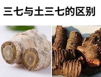 揭秘土三七和三七的差異性，警惕吃錯易導(dǎo)致肝臟衰竭