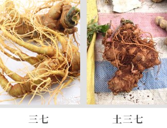 文山三七價格琳瑯滿目，當心三七和土三七區(qū)別