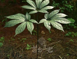 人有九種性格，三七粉有寒熱之分嗎？